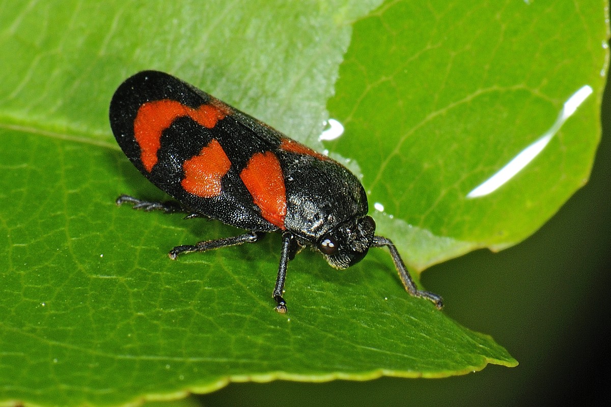 Cercopis vulnerata, Red-and-black Froghopper